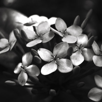 Greyscale Flowers - Wrapped Canvas Print