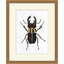 Gilded Beetle 4 Print by Lillian August