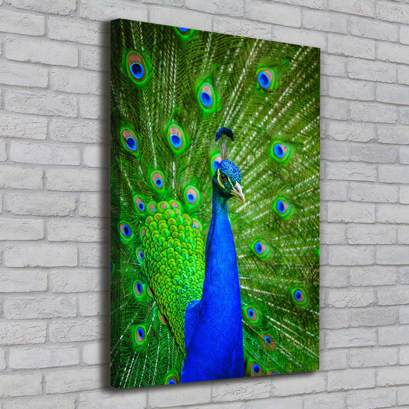 Peacock - Wrapped Canvas Print