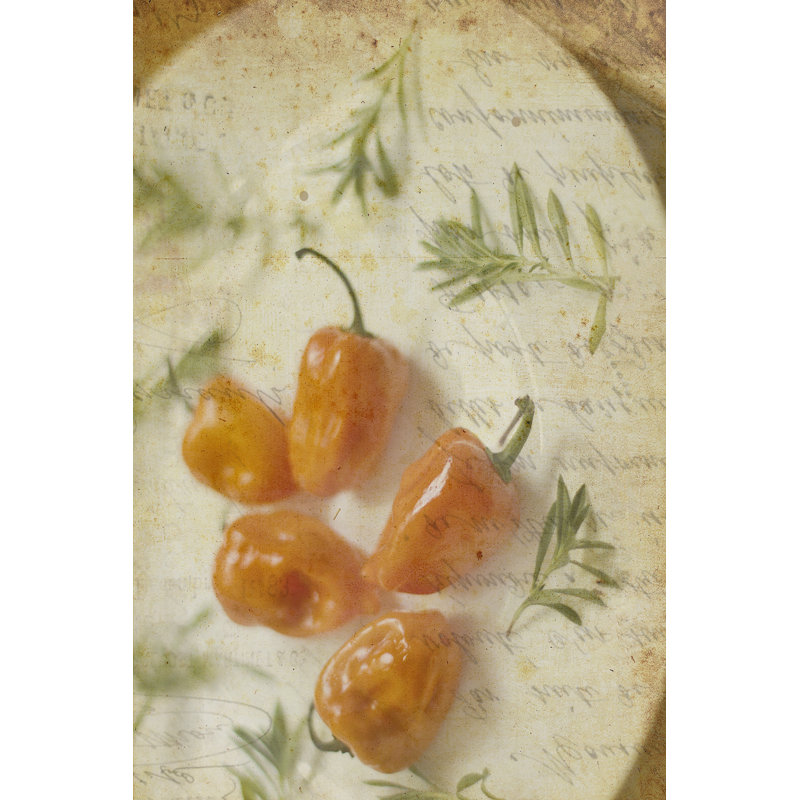 Herb Still Life VI by Irena Orlov - Wrapped Canvas Print, 76cm H x 51cm W 