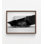 Reproduction de photo de chat, curiosité noir et blanc