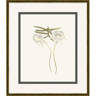 Wild Orchid 3
