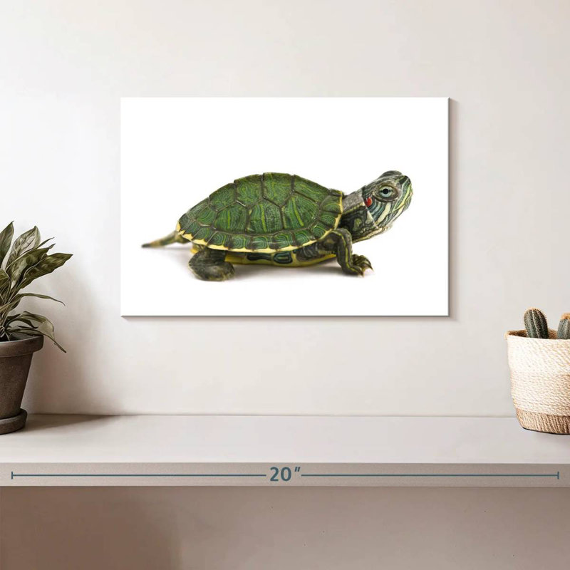 Red Eared Turtle, 8" H x 12" W
