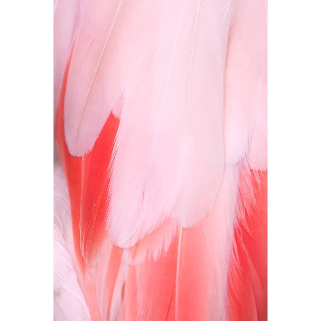 Flamingo Federn von DKart - Druck