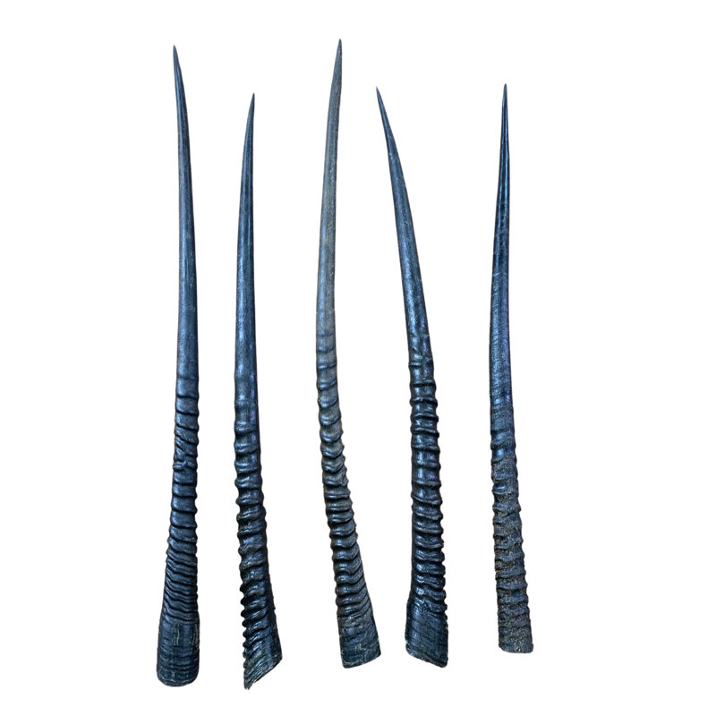 Real Oryx Antelope Horn (1 Piece)