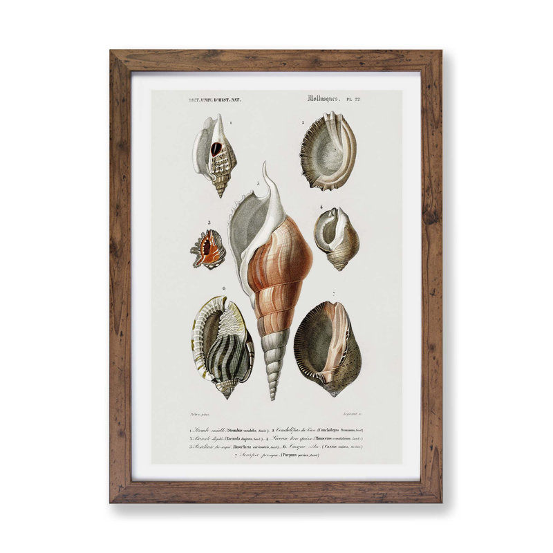 Mollusc Shell Illustrations PL. 22 by Charles d Orbigny - Framed Print, 24cm H x 33cm W x 2cm D, Walnut