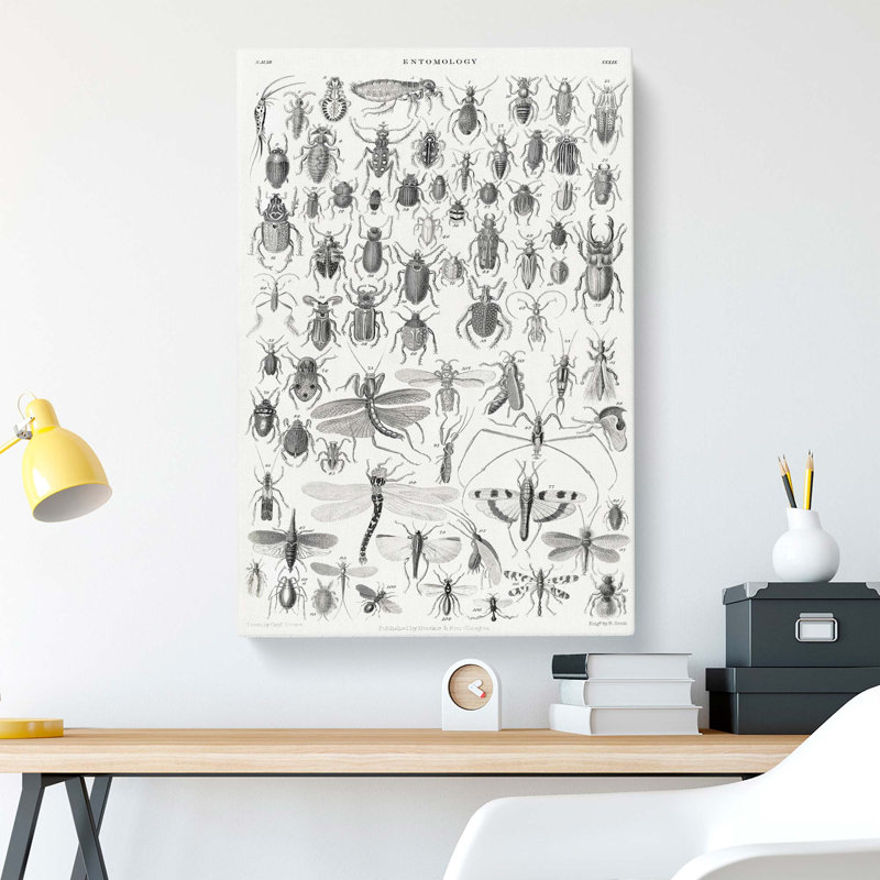Study Of Insects XXXIX by Oliver Goldsmith - Wrapped Canvas, 91cm H x 60cm W x 3cm D