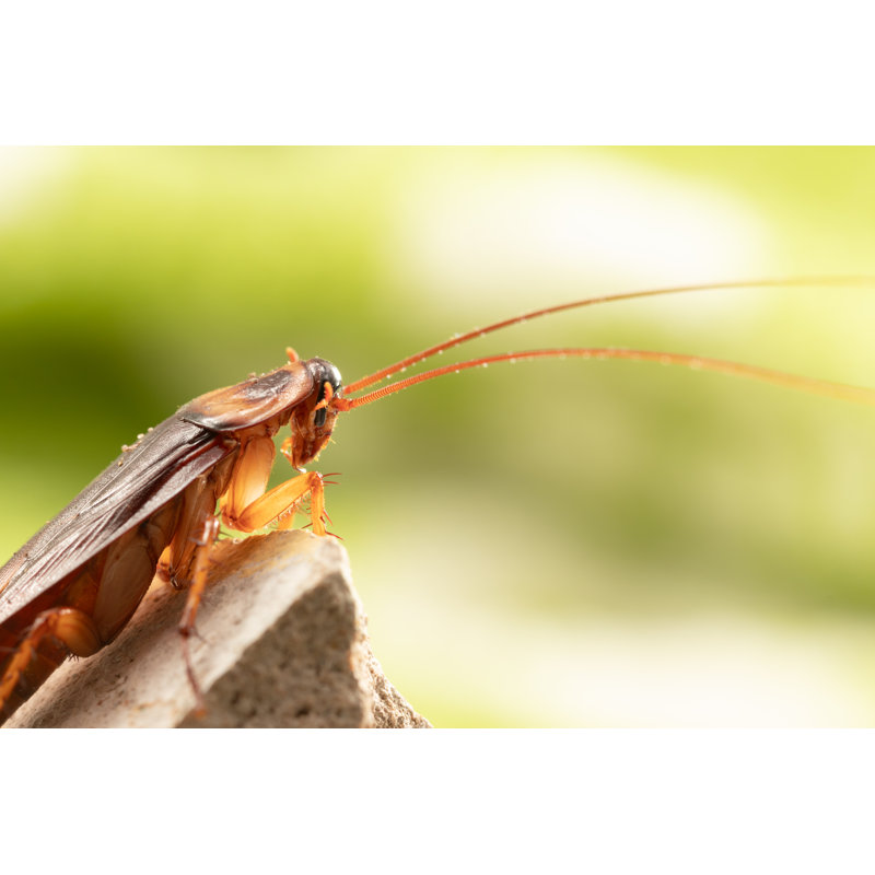 " Cockroach ", 24" H x 36" W  