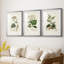 Antique Turpin Botanical I - reproduction sur mesure encadrée de qualité supérieure - 3 pièces-1401767997-1401767969