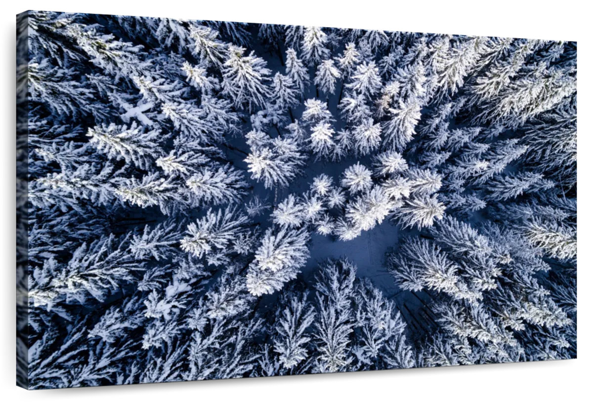 Millwood Pines Alvord Austria Winter Pine Forest | Wayfair