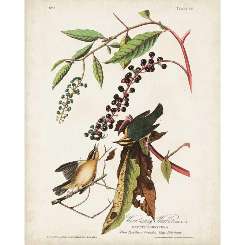Alcott Hill® Audubon, John James Gallery, art sur toile tendue: Pl 34 Worm, manger, H 34 po x l 28 po