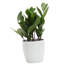 Live ZZ Houseplant in Classic Pot-49662139