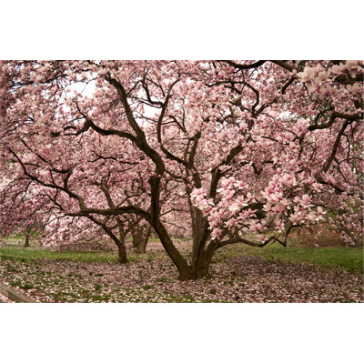 " Pink Magnolia " by Scarletsails