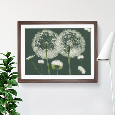 Blooming Dandelion Flowers - Framed Print