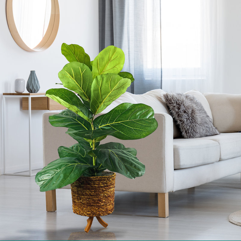 4-Foot Fig in Basket Stand