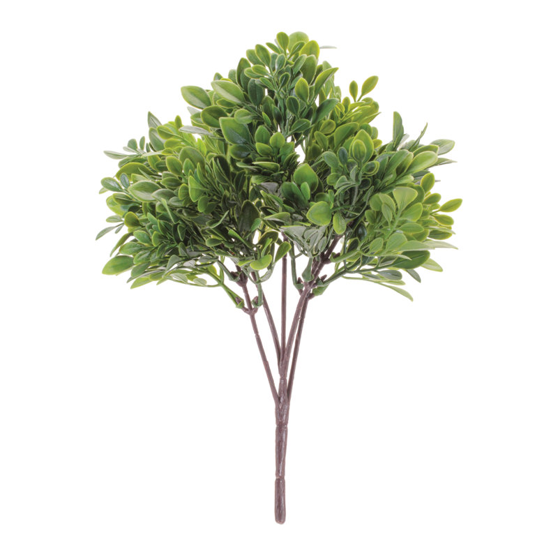 Boxwood Foliage Bush