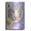 "Tigre blanc" par Barbara Keith-1301755952