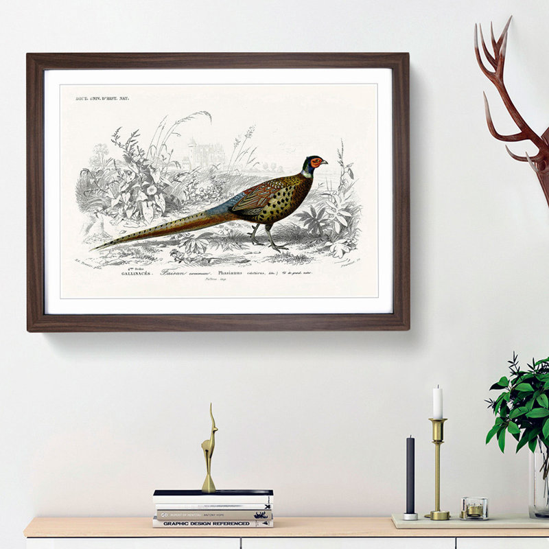 Pheasant Illustration by Charles D' Orbigny - Picture Frame Painting Print on MDF, 27cm H x 36cm W x 2cm D, Walnut Framed