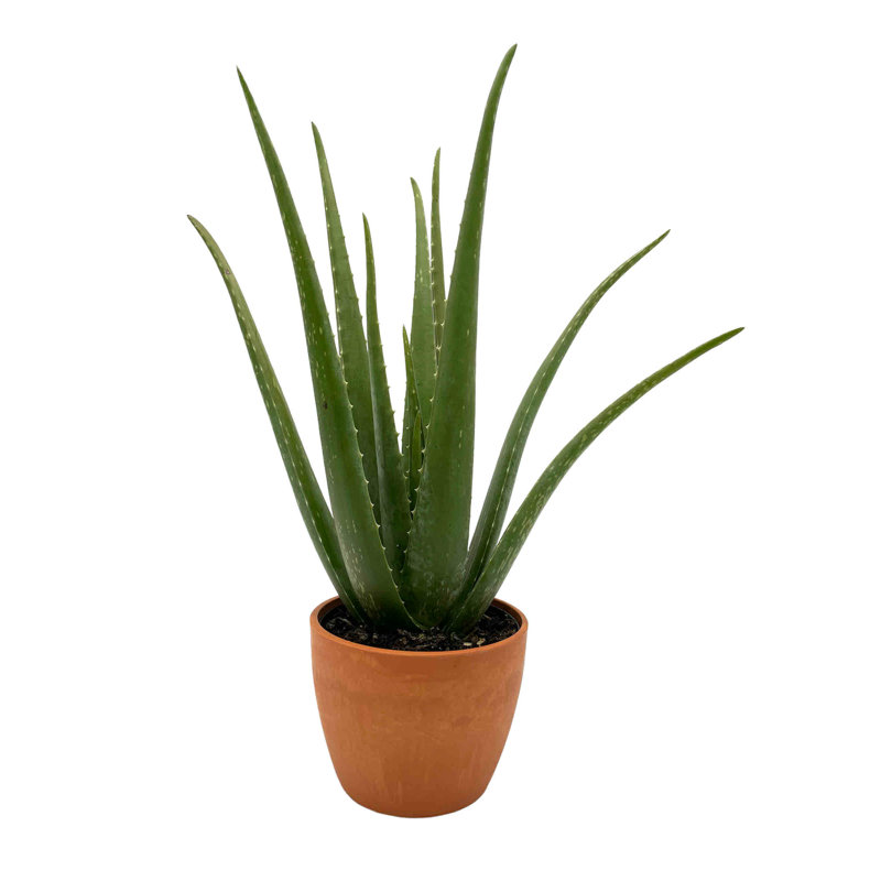 Primrue Busch Live Aloe Plant Low Maintenance Plant in Rattan Plastic Pot