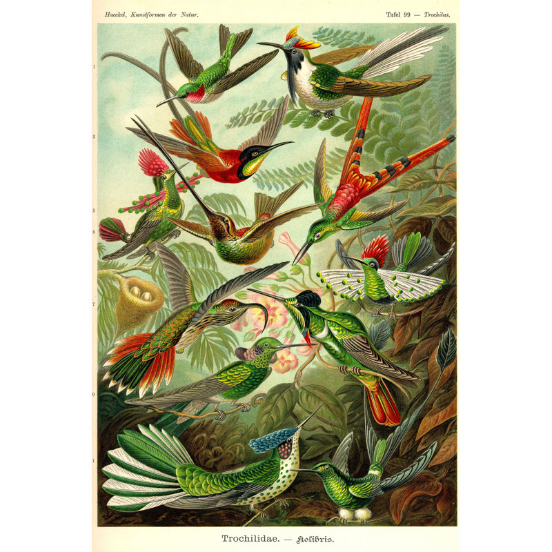 «Loyne Fauna Trochilidae on Canvas» par Itsme23, impression, H 36 po x l 24 po
