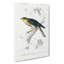 Eurasian Sparrowhawk by Charles D' Orbigny - Wrapped Canvas-55370342