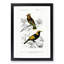 Bird Illustrations PL. 2D by Charles D' Orbigny - Single Picture Frame Painting-55457110-55457111