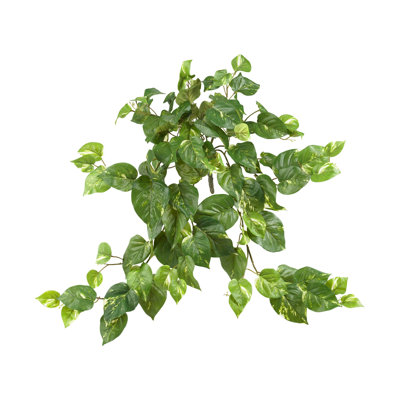 Pothos Hanging Bush
