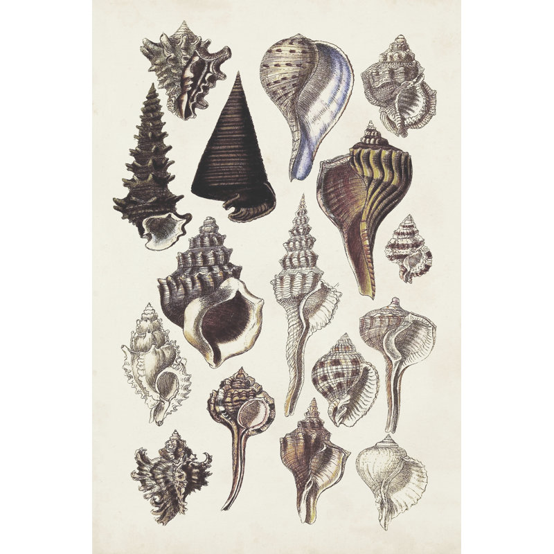 Seashell Array I - Wrapped Canvas Painting, 76cm H x 51cm W x 3.8cm D