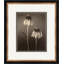 Sepia Flowers 22 Giclee Print