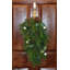 30" Faux Christmas Spruce Cypress Fig & Pine Cones Teardrop