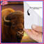 Rideaux de douche Bison In Grassland-129978859
