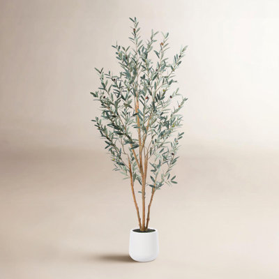 Adcock 84" Olive Tree in Pot