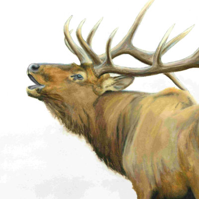 Majestic Elk Crop - impression