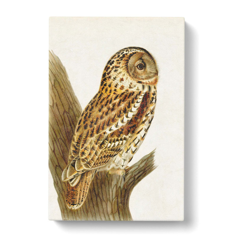 Tawny Owl by Von Wright - Wrapped Canvas, 50cm H x 35cm W x 3cm D