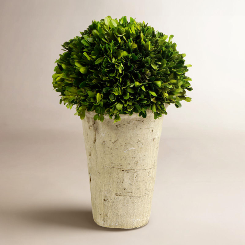 Topiaire de buis en pot