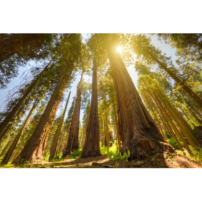 Green Lush Sequoia Forest by Zodebala