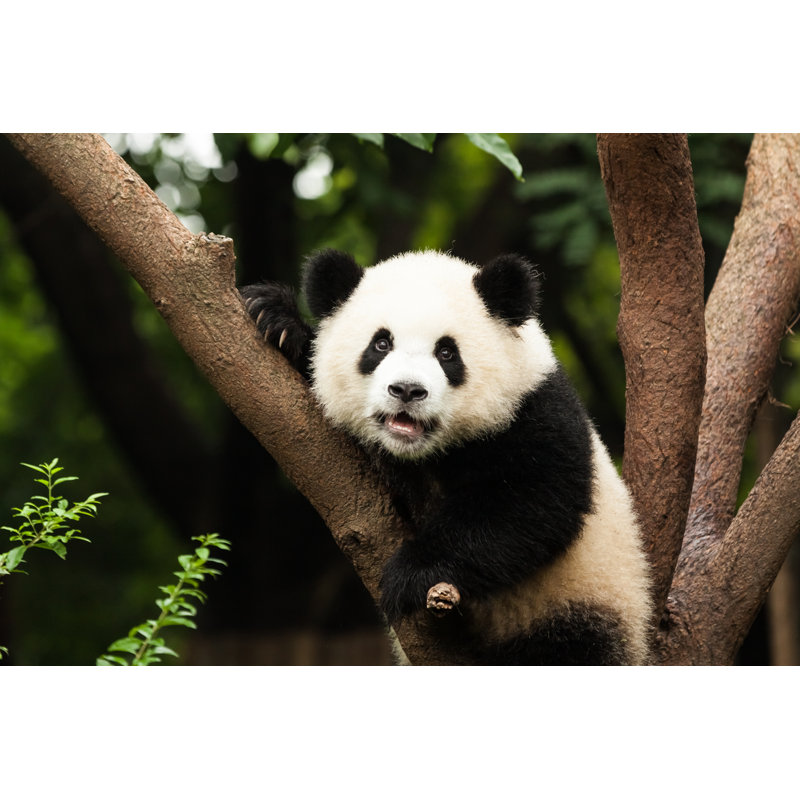 Panda On Tree - Wrapped Canvas Print, 30cm H x 46cm W x 3.8cm D