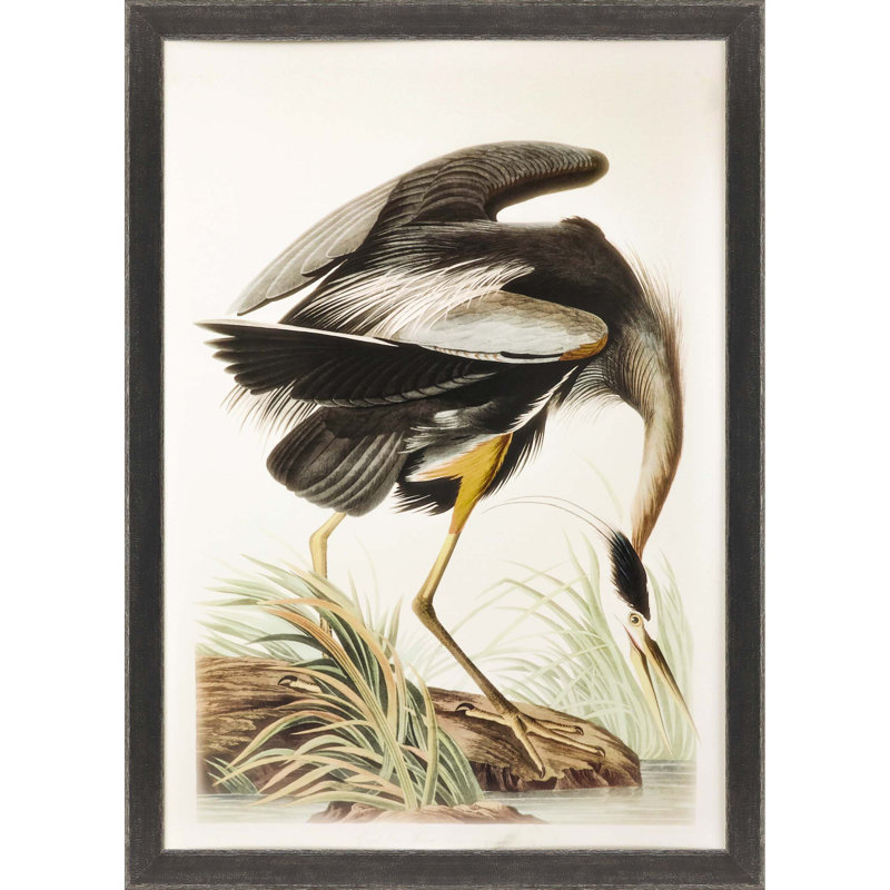 " Great Blue Heron " by Audubon