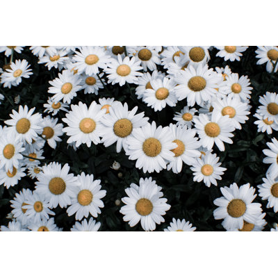 Hublersburg Daisies - Wrapped Canvas Print