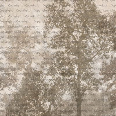 Papier peint mural Ethereal Forest Mist
