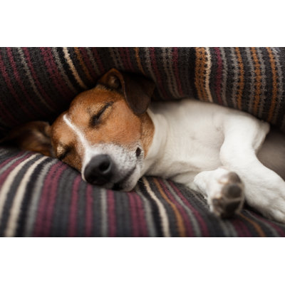 Dog Sleeping by Damedeeso - Wrapped Canvas Print