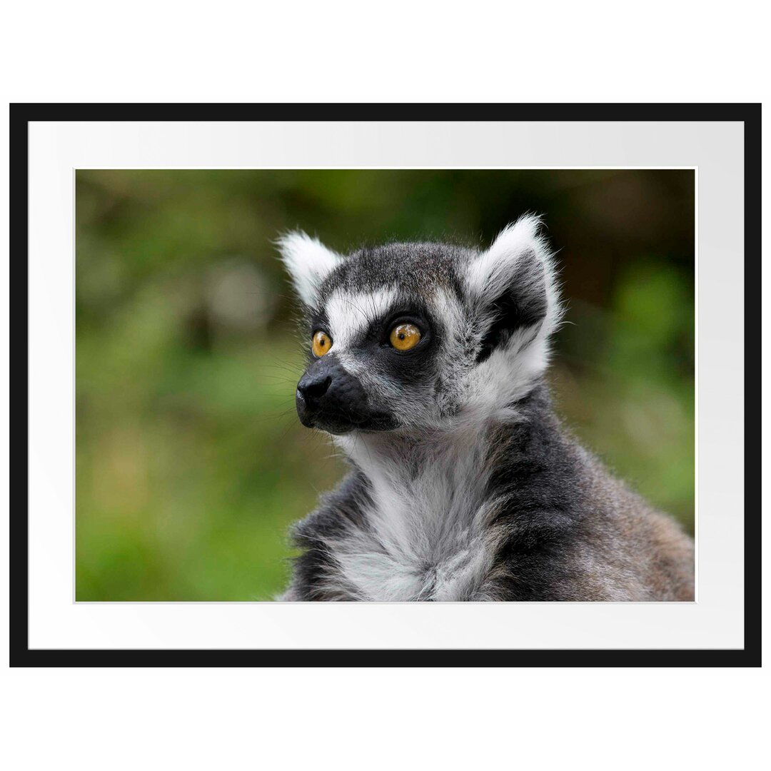 Neugieriger Ringelschwanzlemur Gerahmter fotografischer Kunstdruck