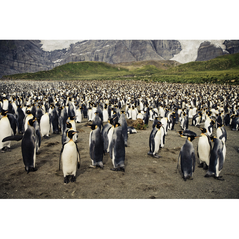 King Penguin Colony by Mlenny - No Frame Art Prints on Canvas, 61cm H x 91cm W