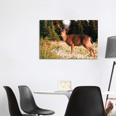 Black-Tailed Deer, A Buck In Velvet, Eating Avalanche Lily In A Subalpine Meadow At Olympic Np. by Gary Luhm - Wrapped Canvas Print