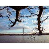 Cork Tree And Washington Monumnet Print by Scott Wurzel