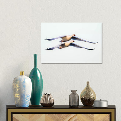 Two Snow Geese Flying Against Clear Sky, Soccoro, New Mexico, USA by Panoramic Images - Gallery-Wrapped Canvas Giclée on Canvas