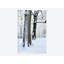 Deux arbres couverts de neige sont imprimés sur toile-32497908-72122398-72122399