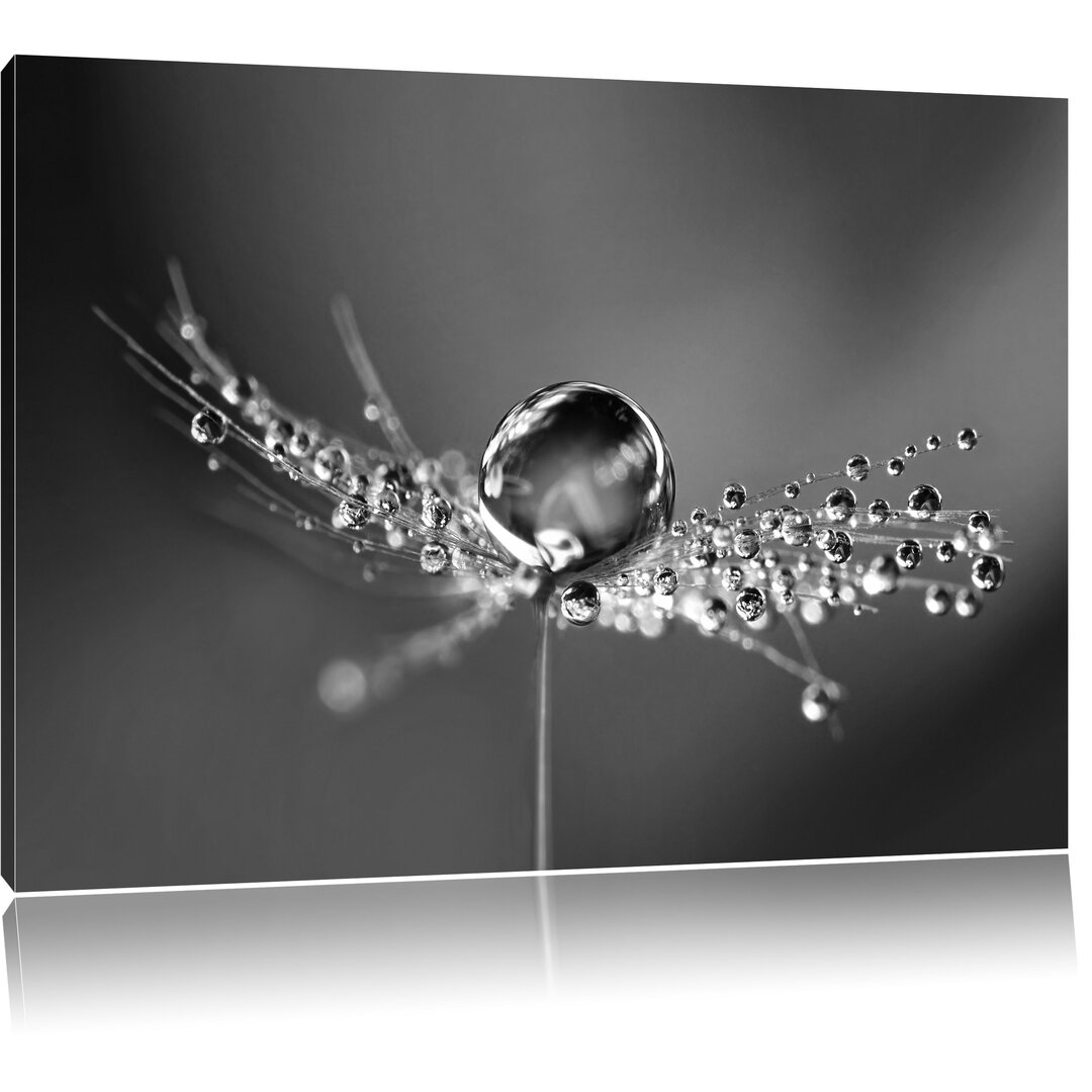 Leinwandbild „Wassertropfen auf einer Pusteblume“, Fotodruck