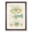 East Indies Lobster & Crab Illustrations LI by Louis Renard - Picture Frame Graphic Art Print-55537075-55537080