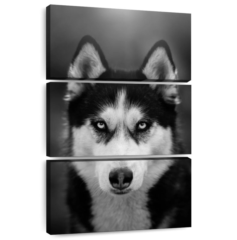 Brampt Serious Siberian Husky, 38" H x 24" W